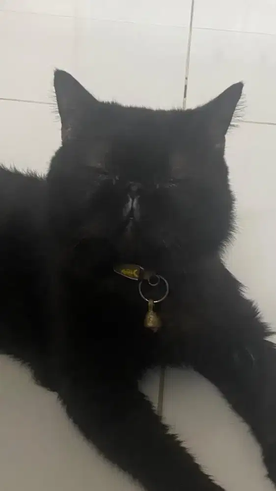 Kucing peaknose