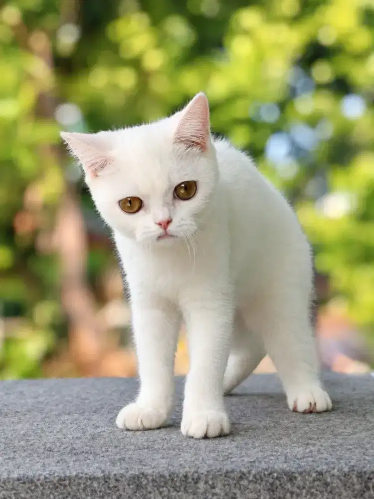 Kitten BSH mixbreed