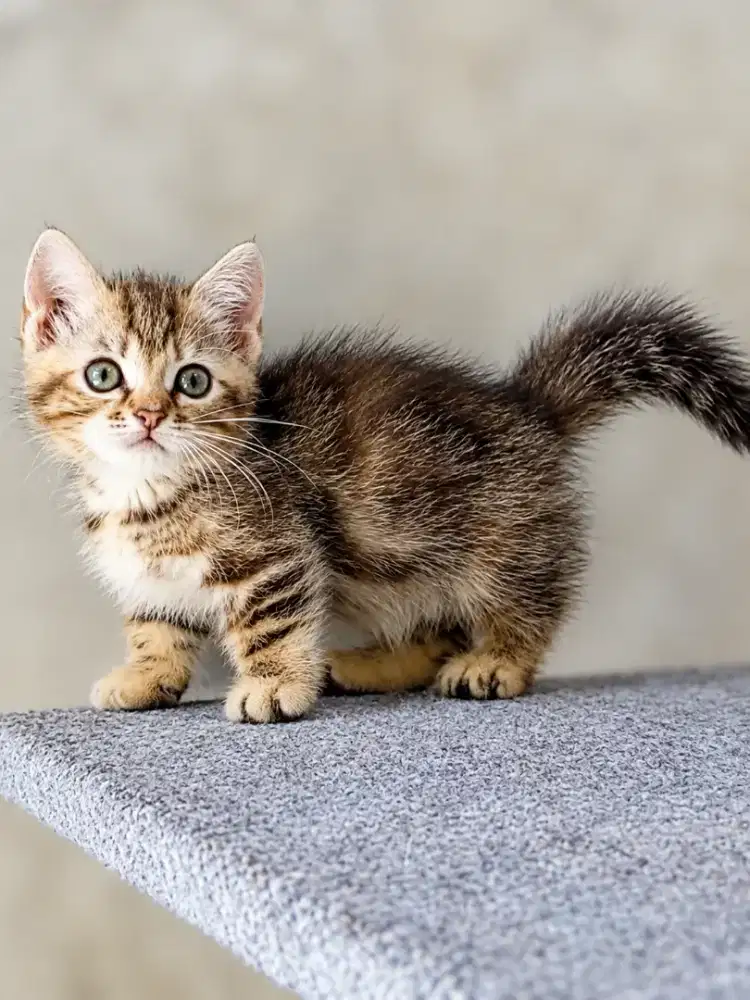 Kitten Munchkin Shorthair