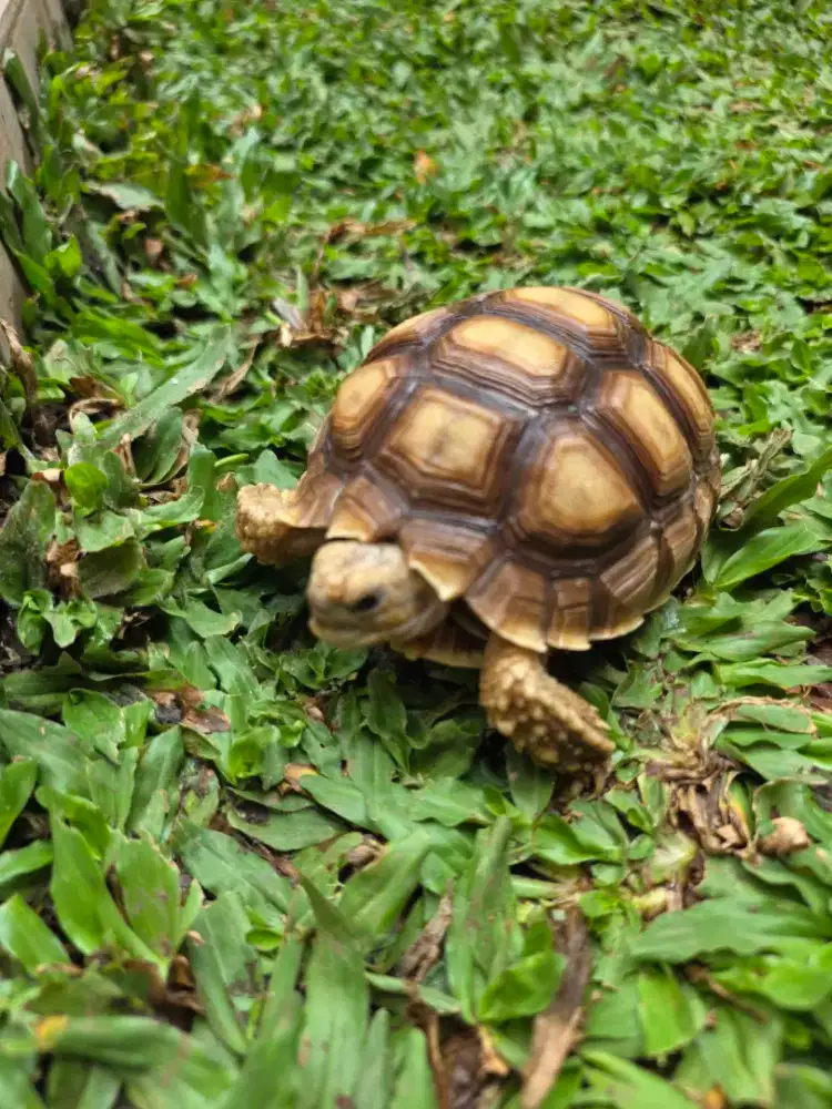 Kura Kura Sulcata