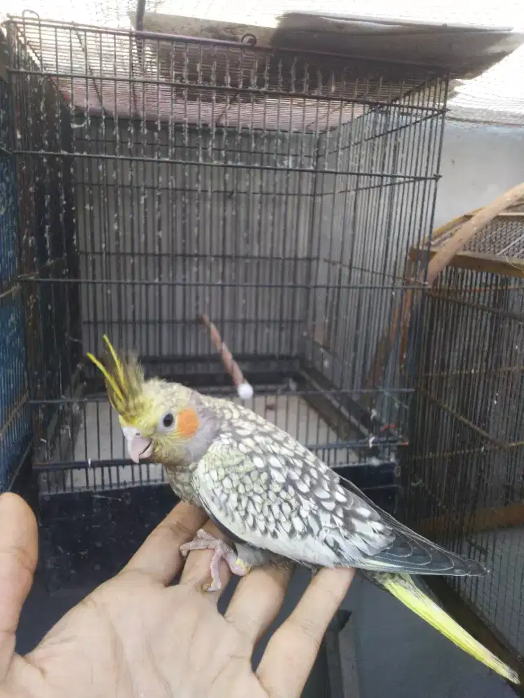 Anakan falk masih loloh