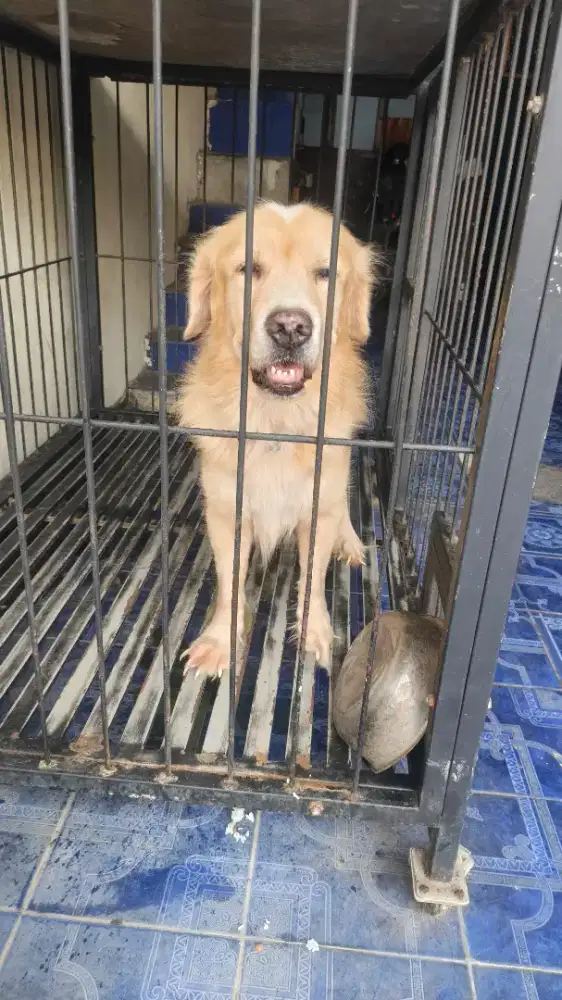 Open adopsi pure golden Retriever stambum