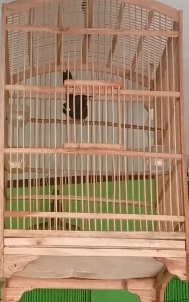 Kacer jinak dan gaacor