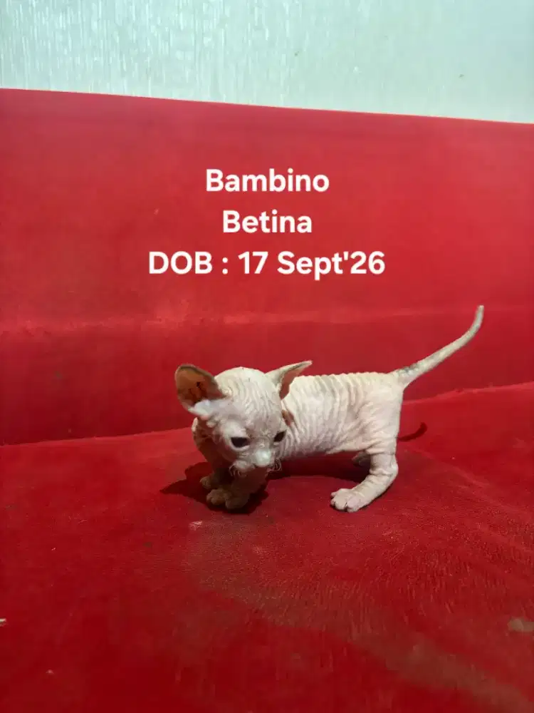 BAMBINO (Sphinx)