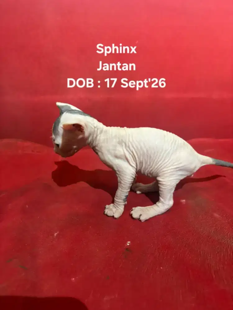 Kitten SPHINX Jantan
