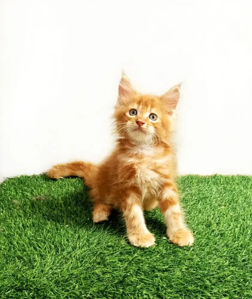 Kitten MaineCoon Jantan Pure No Mix. Induk CFA Show Quality