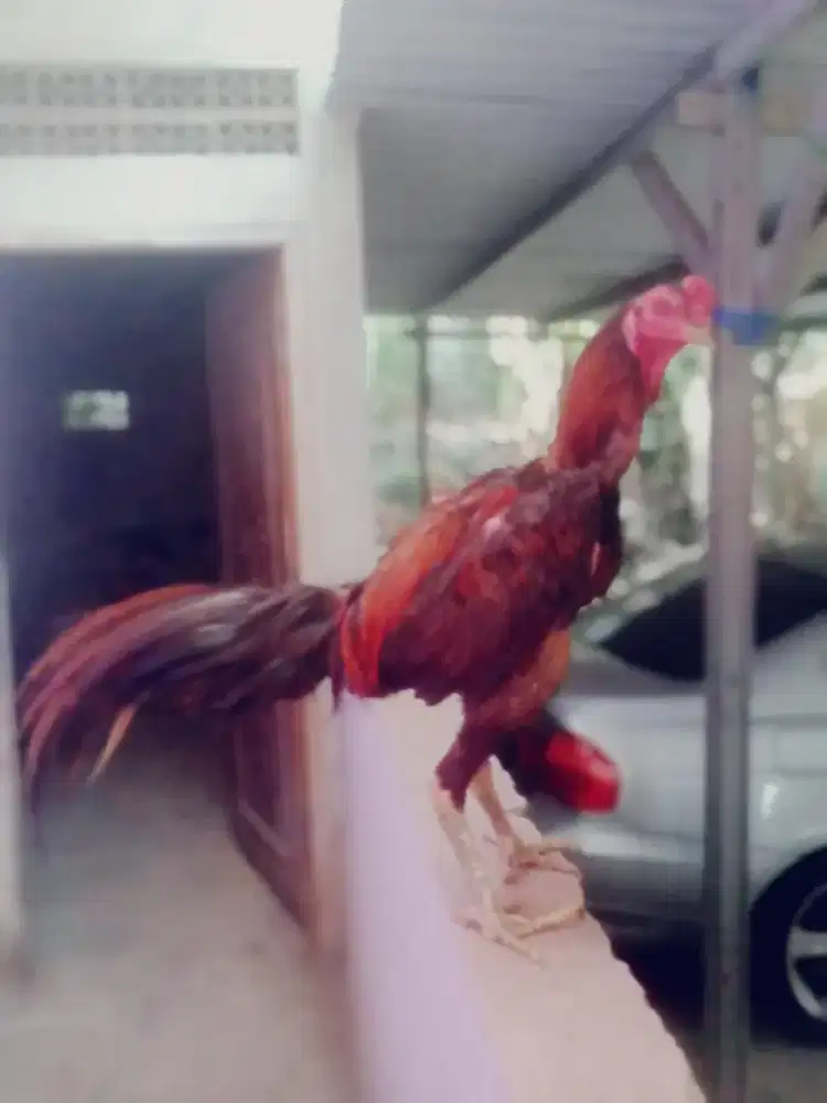 Ayam Brazilian sudah win mantap jos