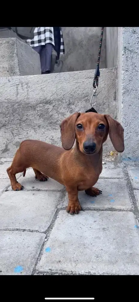 Puppy dachshund / tekel