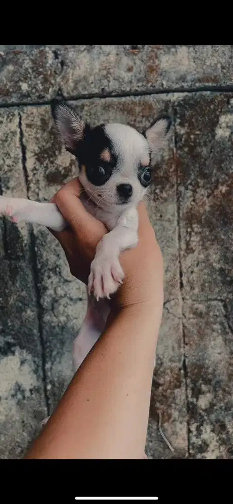 Chihuahua puppy