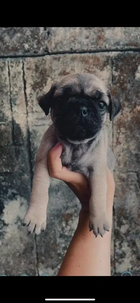Puppy pug cake dan cantik