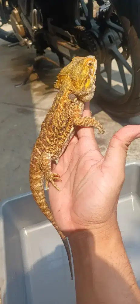 Breaded dragon normal het hypo