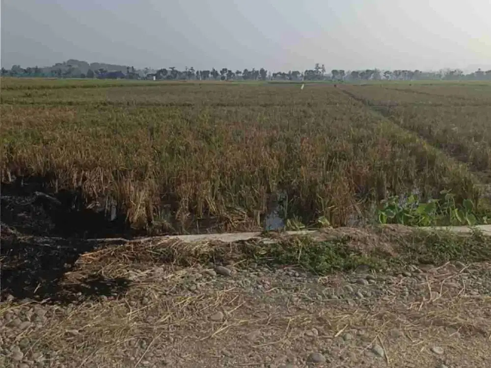 sawah produktif luas murah jalan lebar