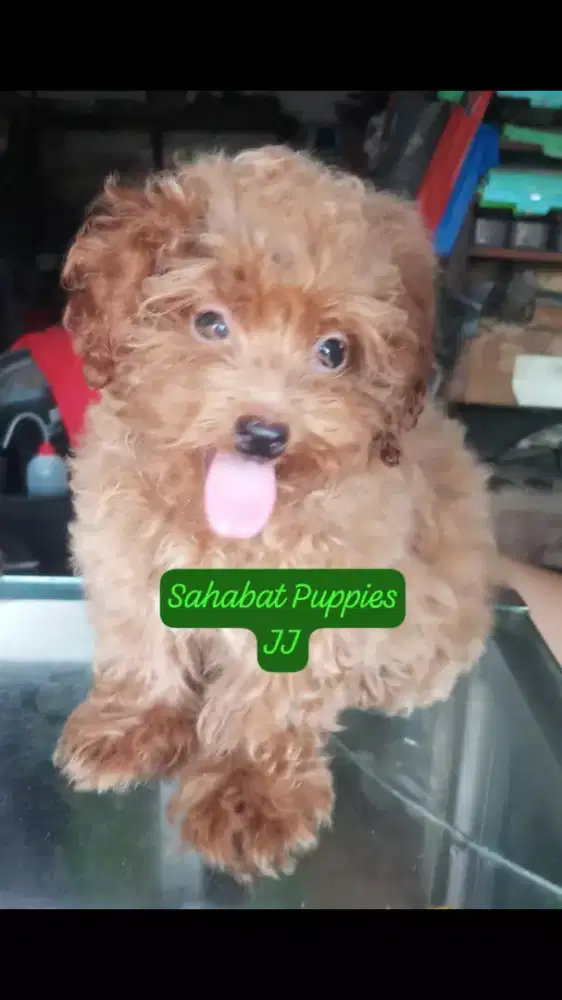 Toy Poodle usia 2,5 bulan, betina
