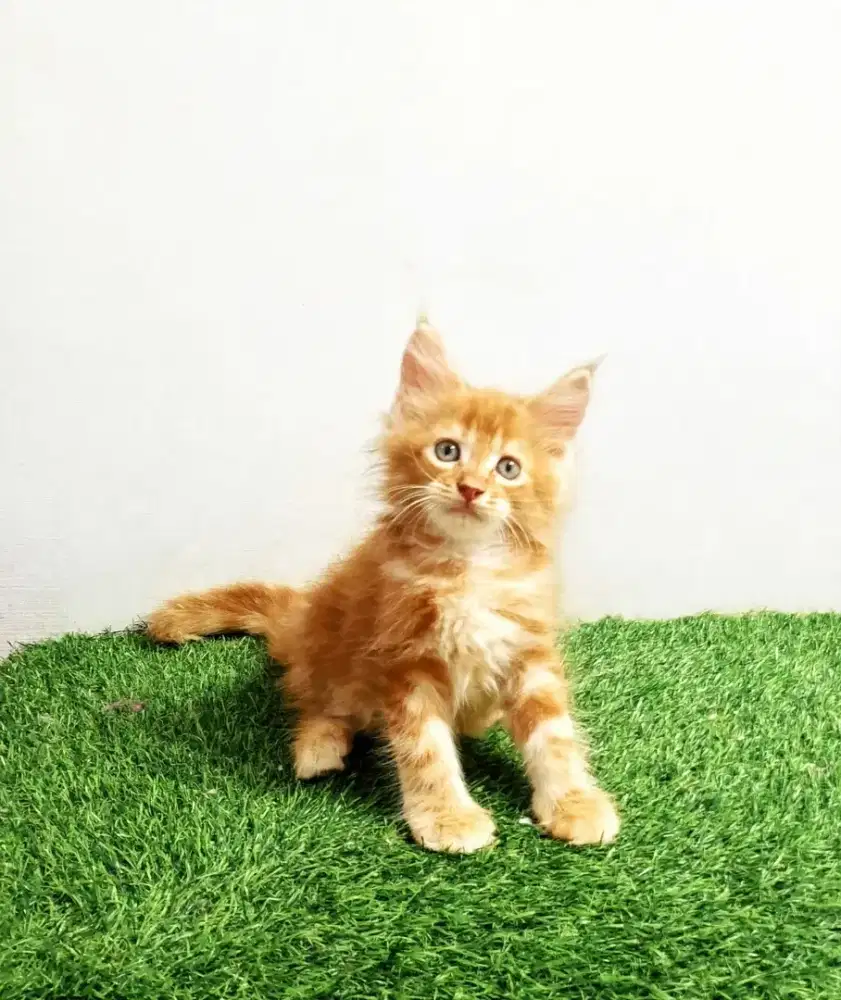 Kitten MaineCoon Jantan Pure No mix. Induk Ped Cfa Show Quality