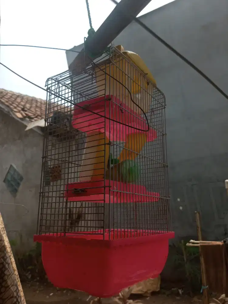 Kandang Hamster lengkap