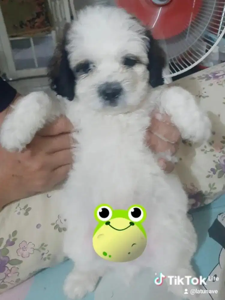 Anjing Shipoo mama poodle papa shihtzu