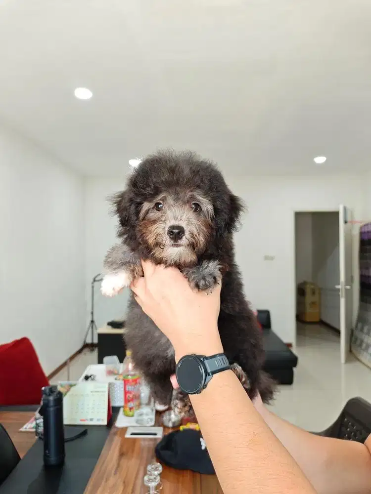 Anak anjing toy poodle male