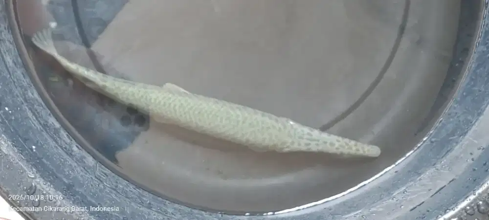 aligator gar gede