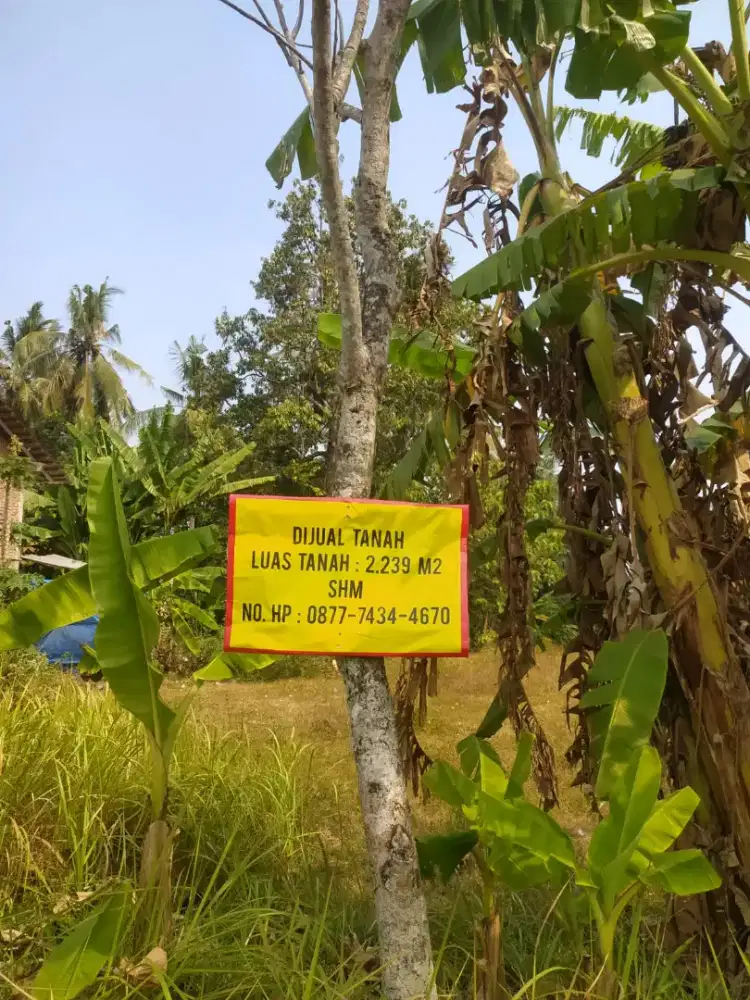 Jual tanah luas di Guyangan, Bangsri, Jepara