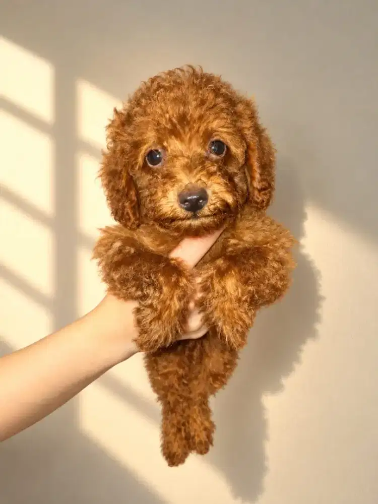 Dijual Red Toy Poodle