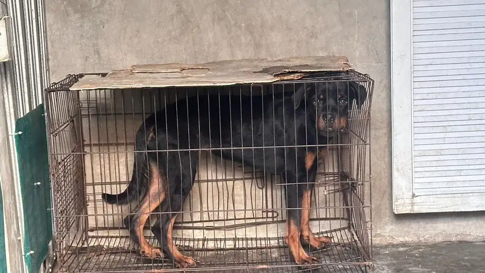 Anjing Betina Rottweiller