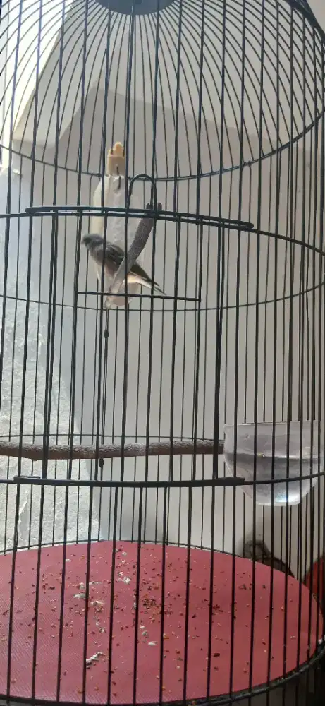 Burung blktroth gacor full set