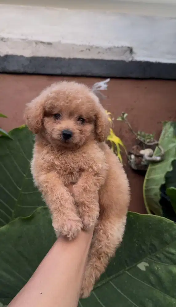 Toy poodle famale