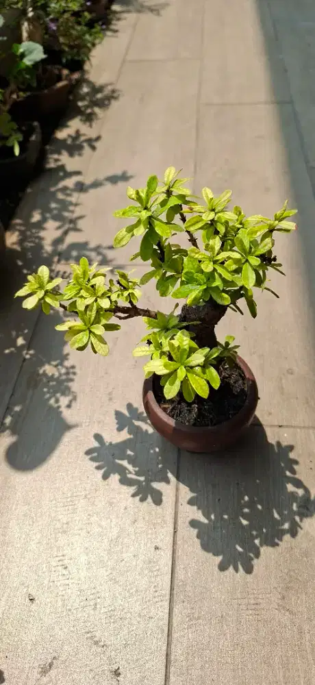 Bonsai Asoka merah