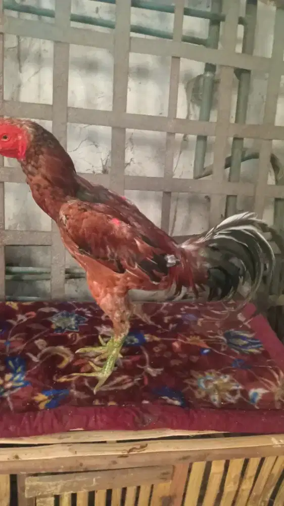 Ayam phama siap rawat