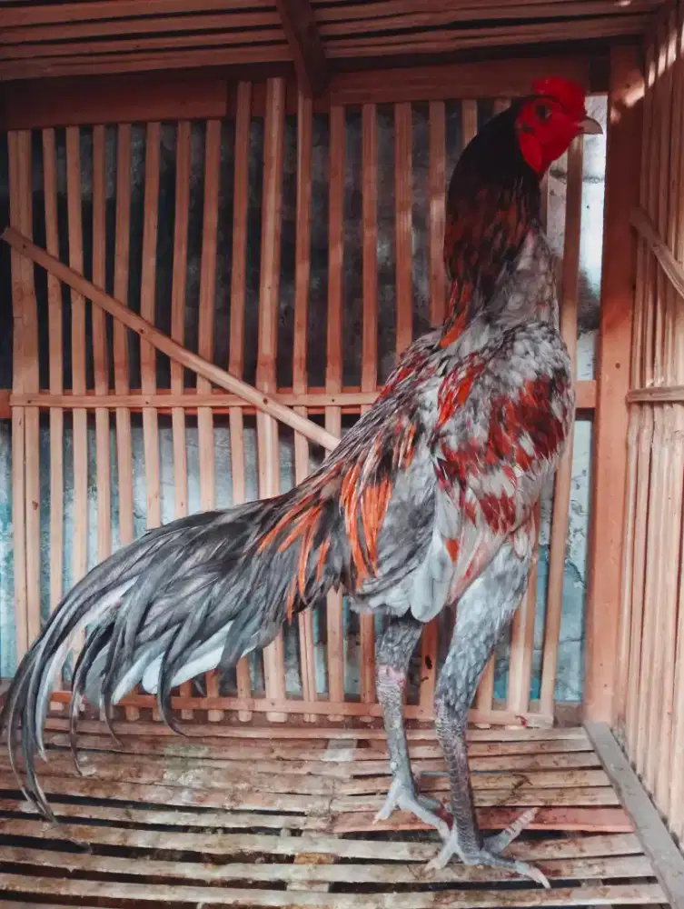 Ayam Makhoy Muda Klawu Geni