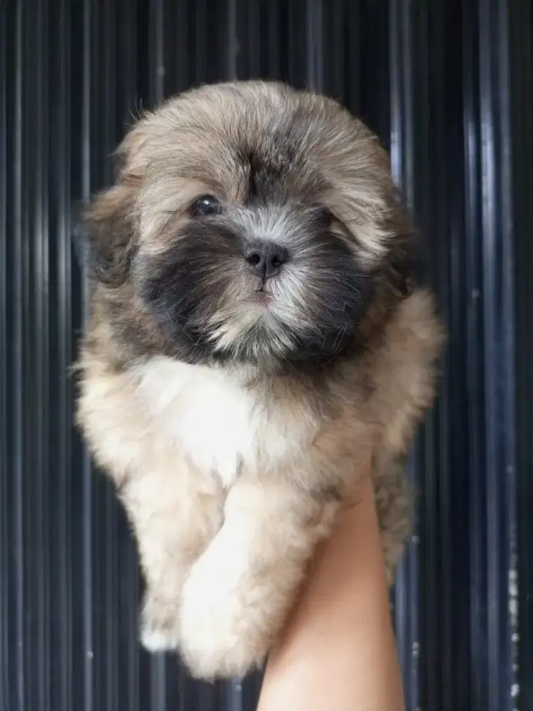 Puppy Shihtzu poodle betina