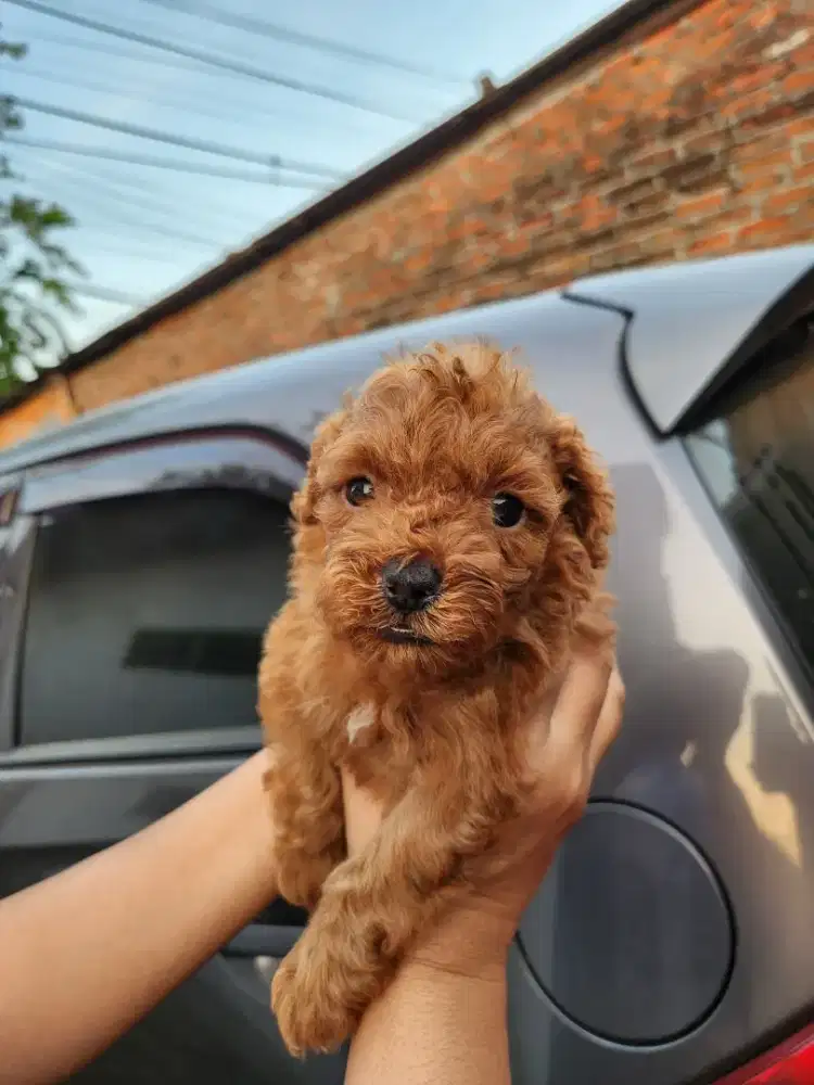 Pure Poodle jantan & betina usia 1 bulan