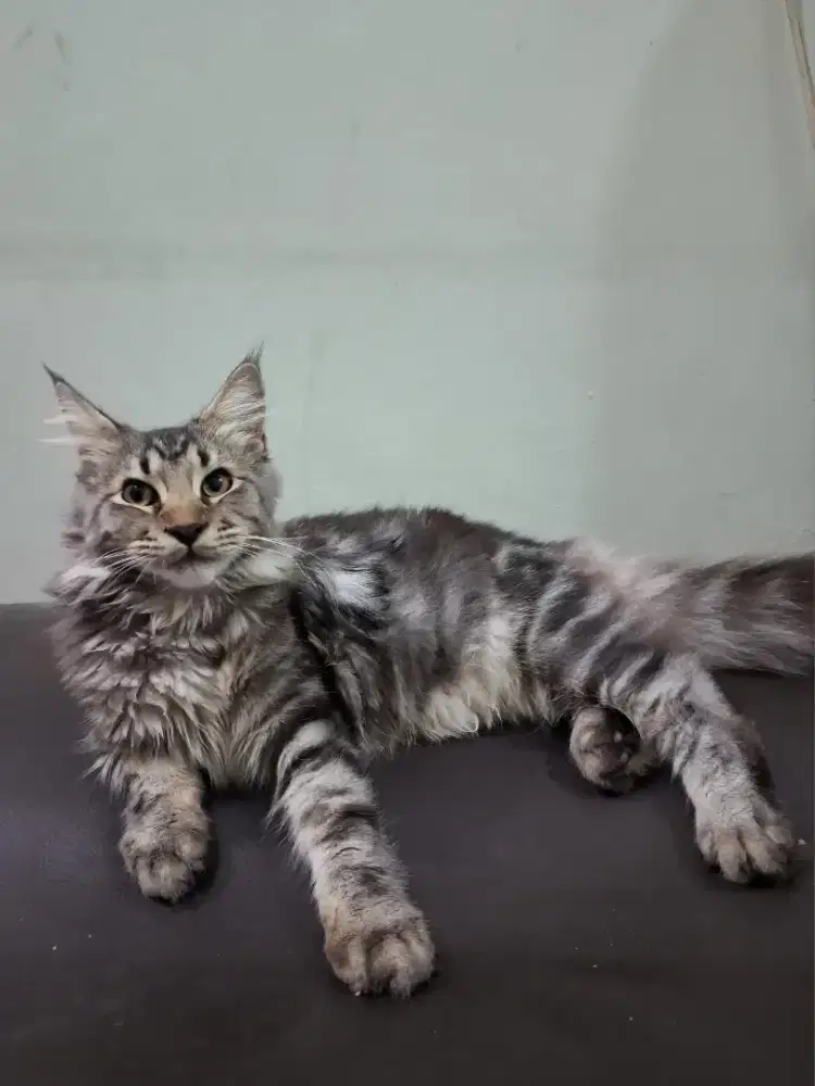 Kucing Mainecoon Big Bone MALE