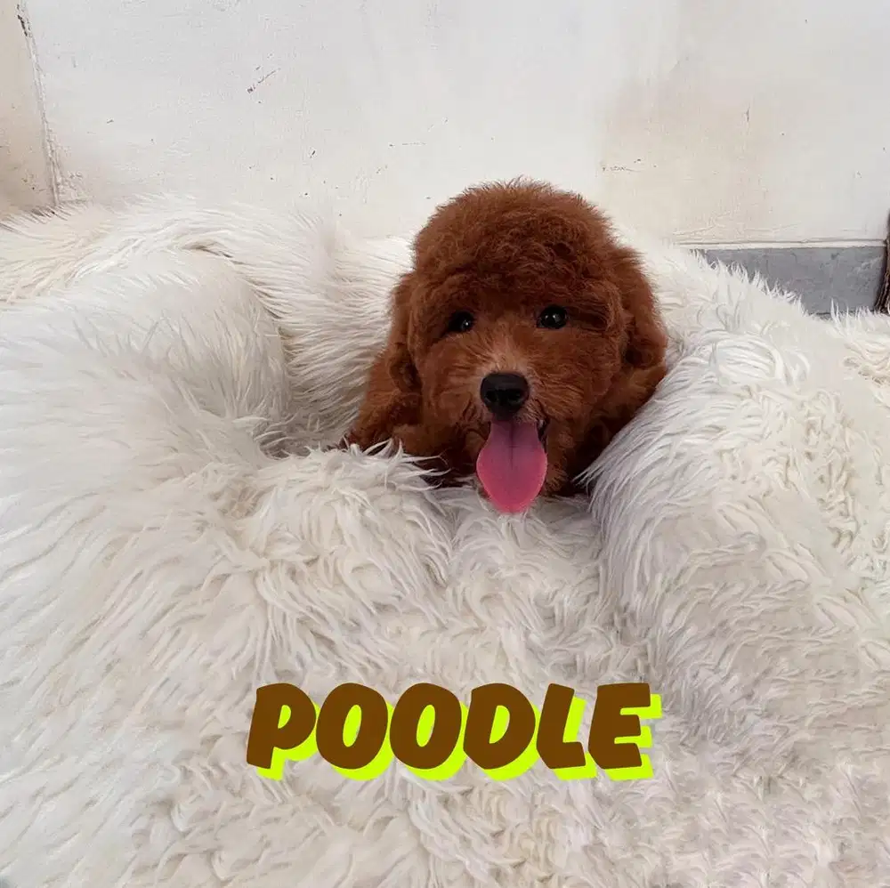 Red toy poodle murah