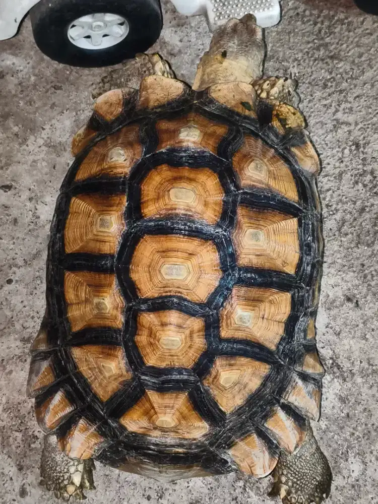 Sulcata besar murah