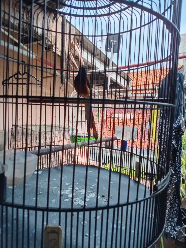 Murai batu , gacor