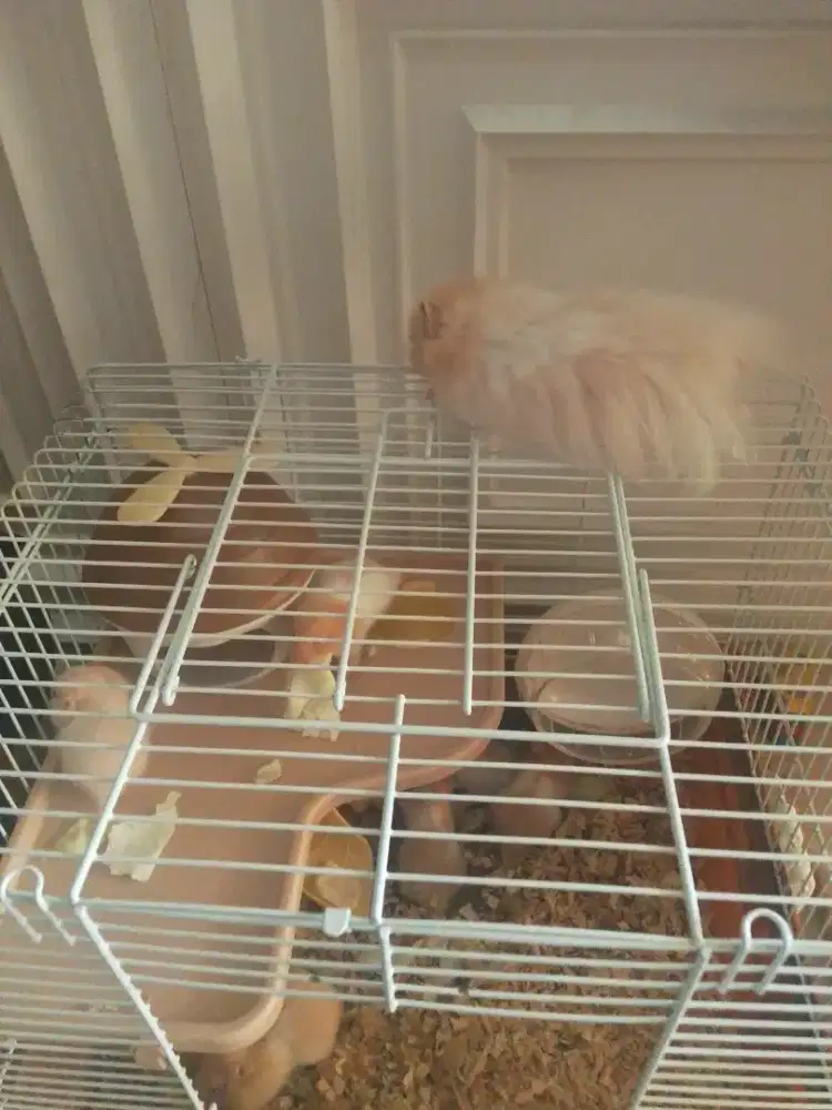 Hamster Syiria Anggora Jantan sirian Syirian Long Hair Jinak Total