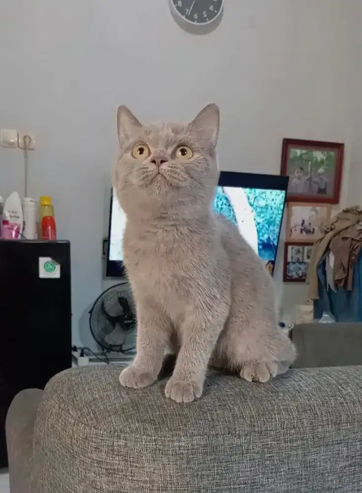 BRITISH SHORTHAIR / BSH LILAC