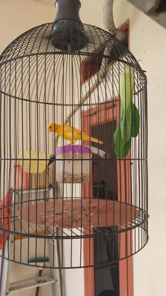 Burung Kenari Lokal Merlok
