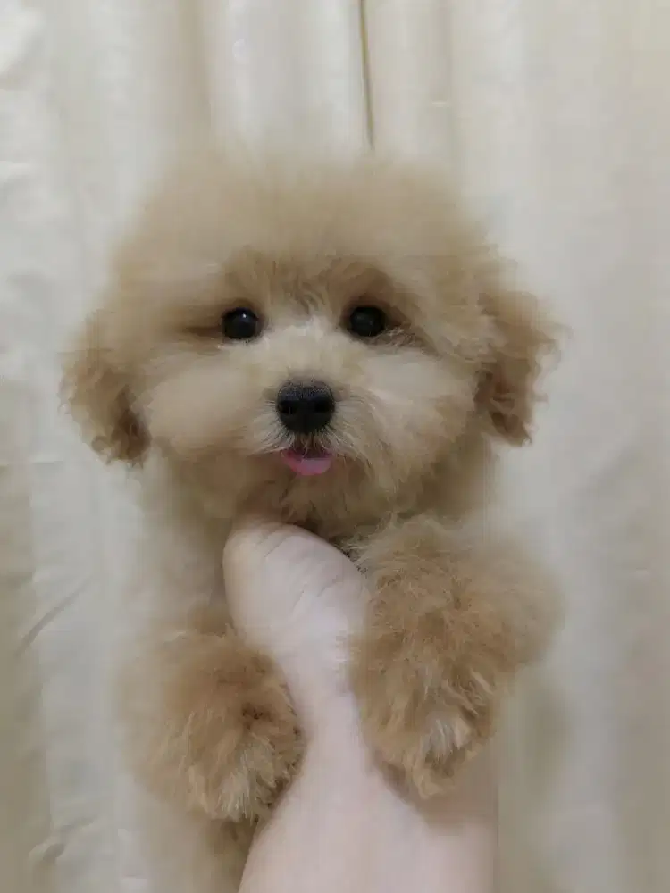 Poodle female 3 bulanan