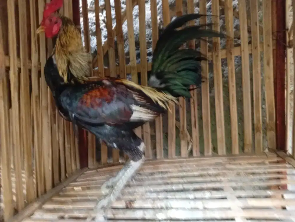 Ayam Bangkok Sehat