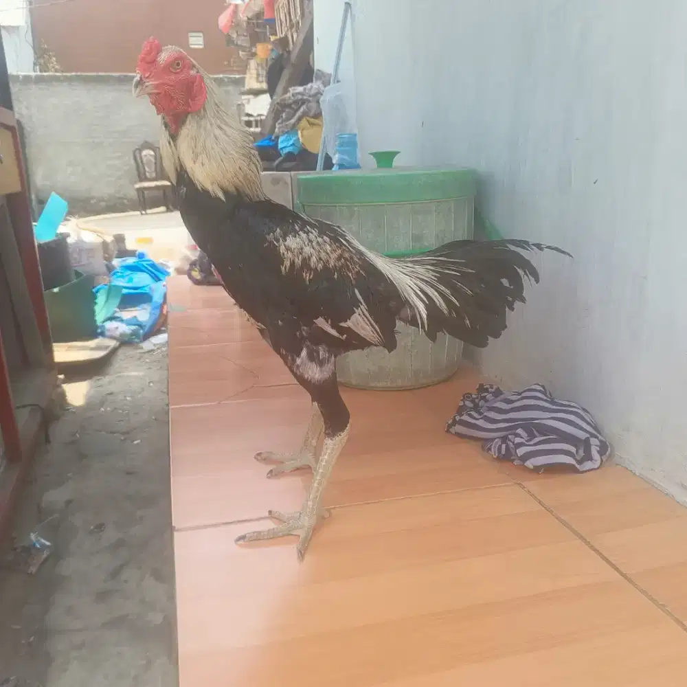 Ayam Bangkok bahan siap abar