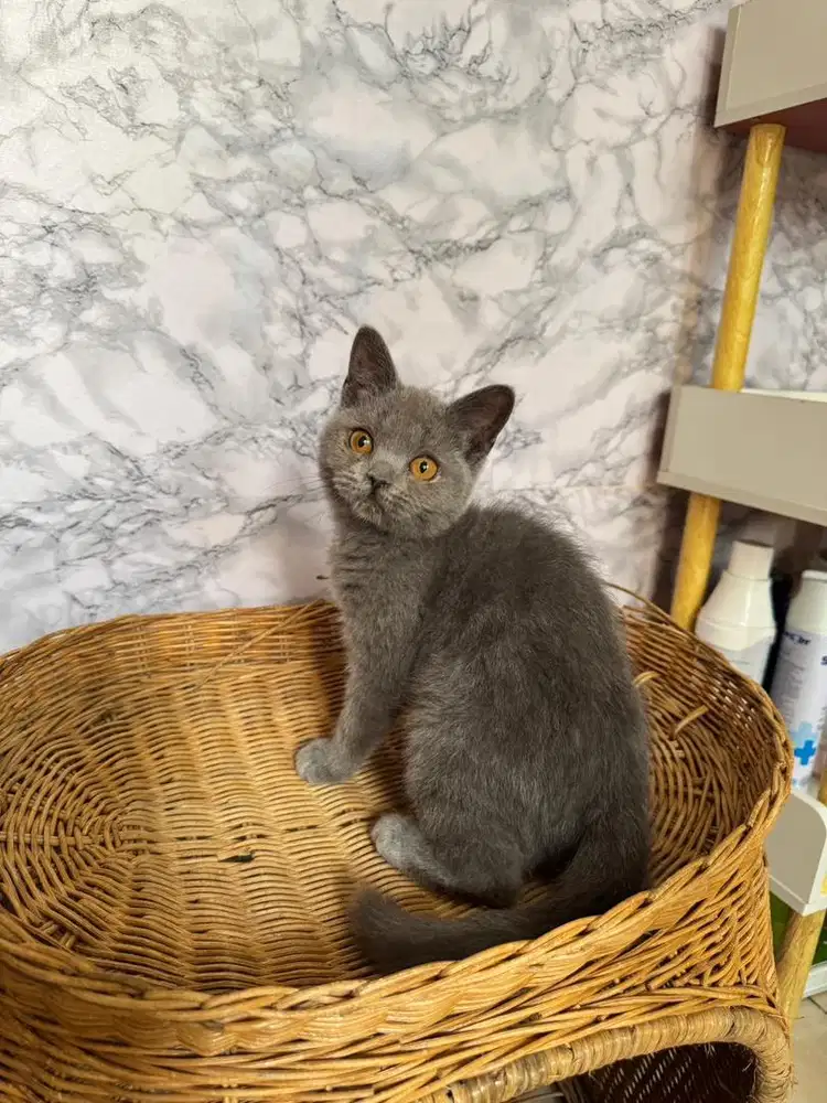BSH British Shorthair 3 Bulan Betina