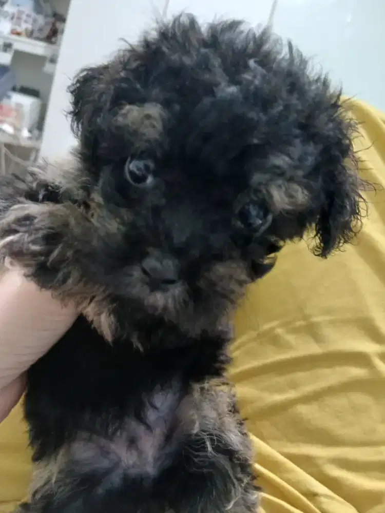 POODLE LAHIR 1 SEPT 2026
