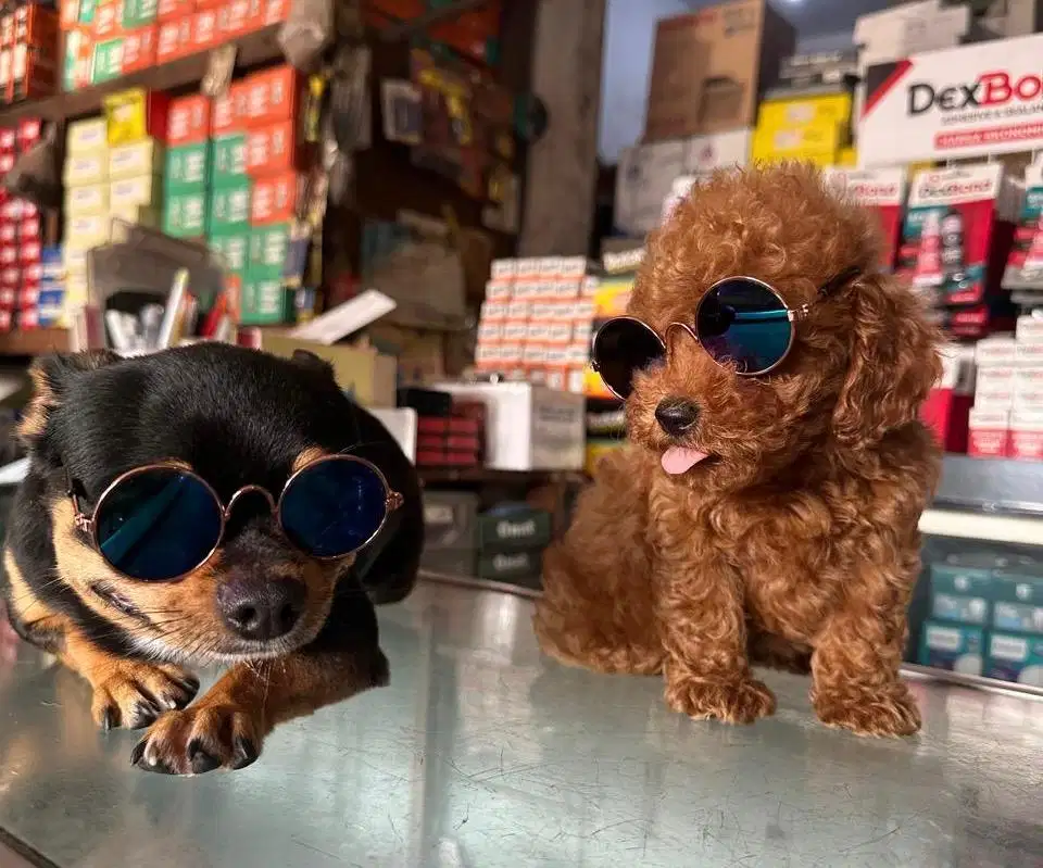 Tiny poodle stambum micro cip perkin umur 2,5bln murah meriah