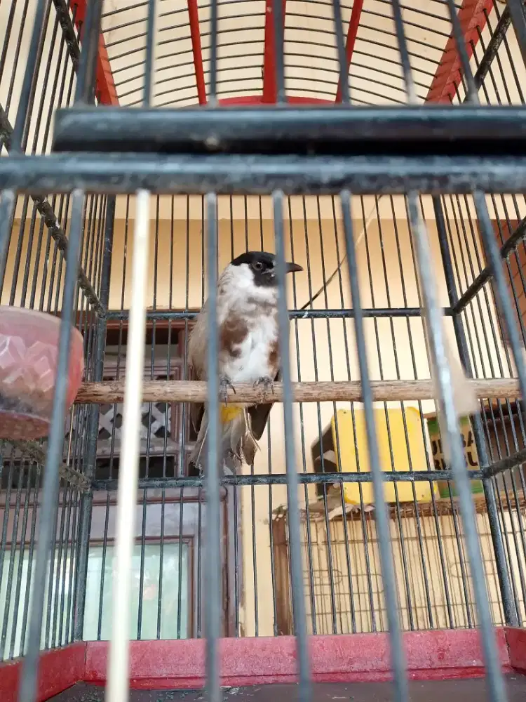 Burung Kutilang blorok