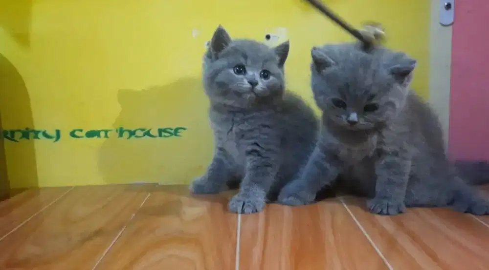 Kitten Brittish shorthair blue solid