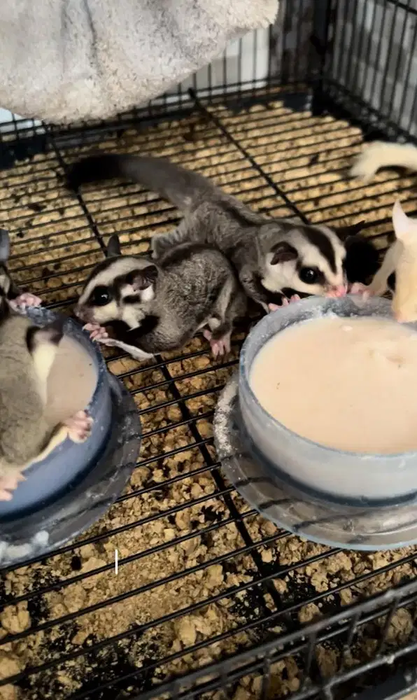 sugar glider classic grey, whiteface, mozaik, leucistic, creamino