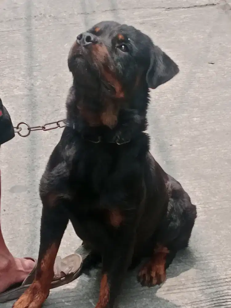 Anjing rotwaitrell jtn umur 20 bln  stb  hlg ada chip