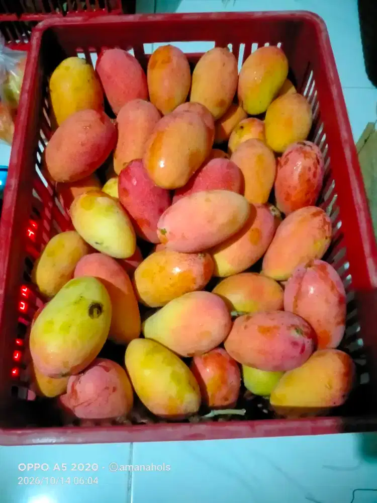 Mangga Podang maniesss gunung